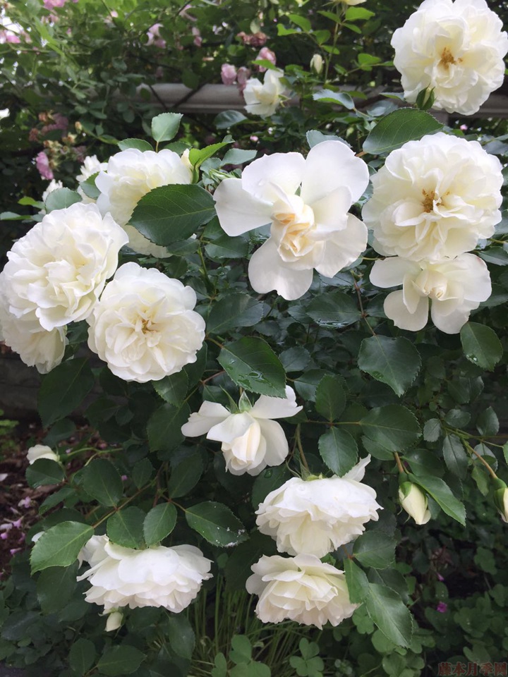 白米农 白米农(White Meillandina)