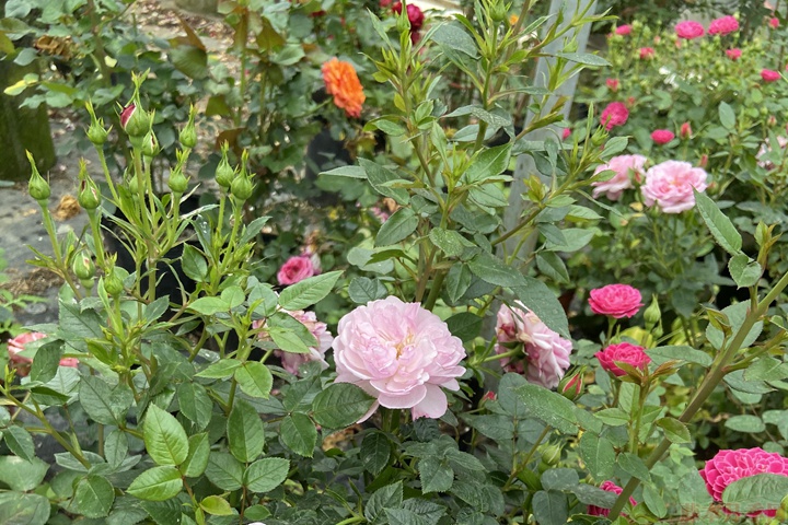 月季花对环境条件的要求 月季花对环境条件的要求