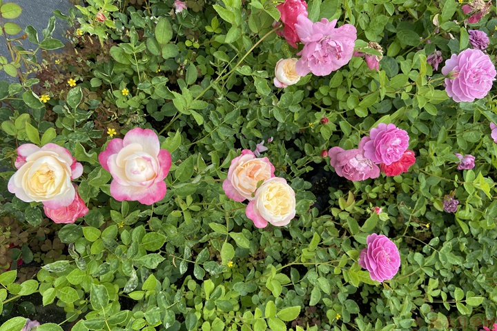 月季花对环境条件的要求 月季花对环境条件的要求