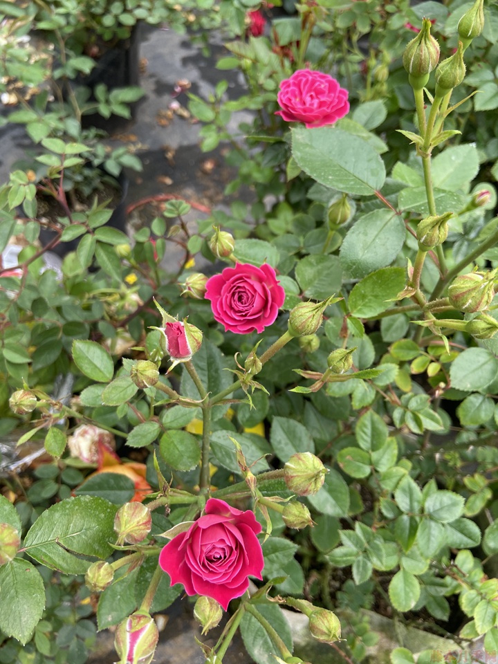 哪有月季花苗批发零售 哪有月季花苗批发零售