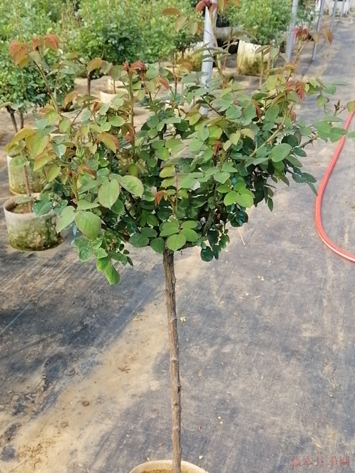 月季苗养几年才能大量开花 月季苗养几年才能大量开花