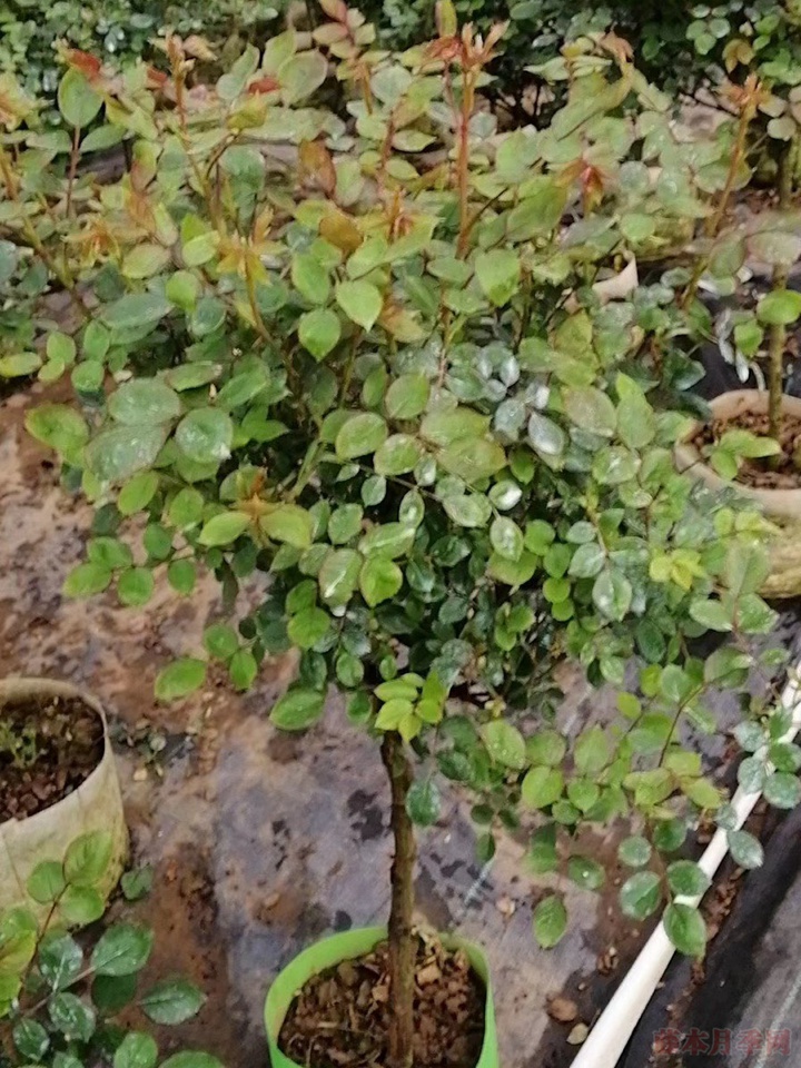 月季小苗一般养多久能开花 月季小苗一般养多久能开花