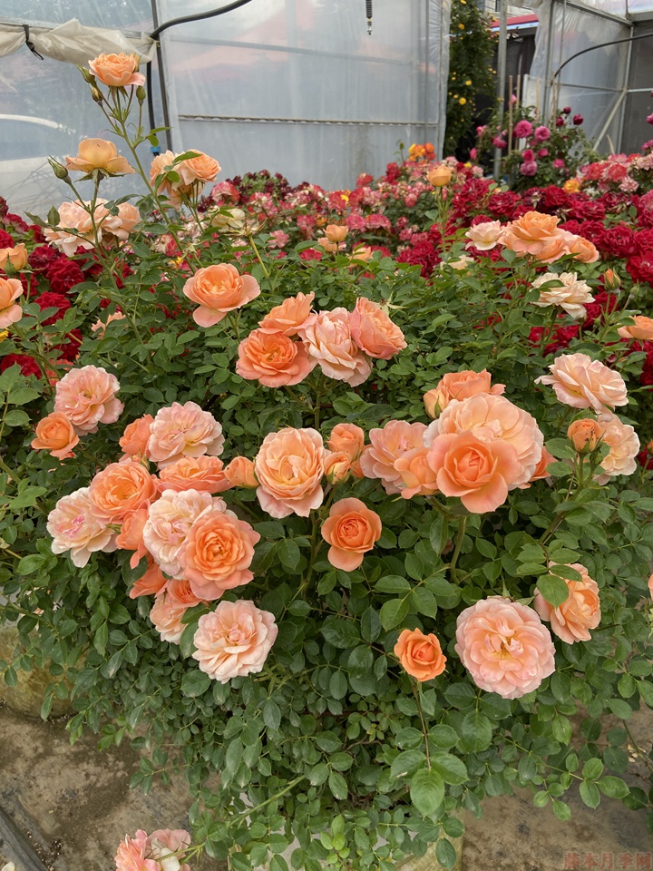 月季小苗一般养多久能开花 月季小苗一般养多久能开花