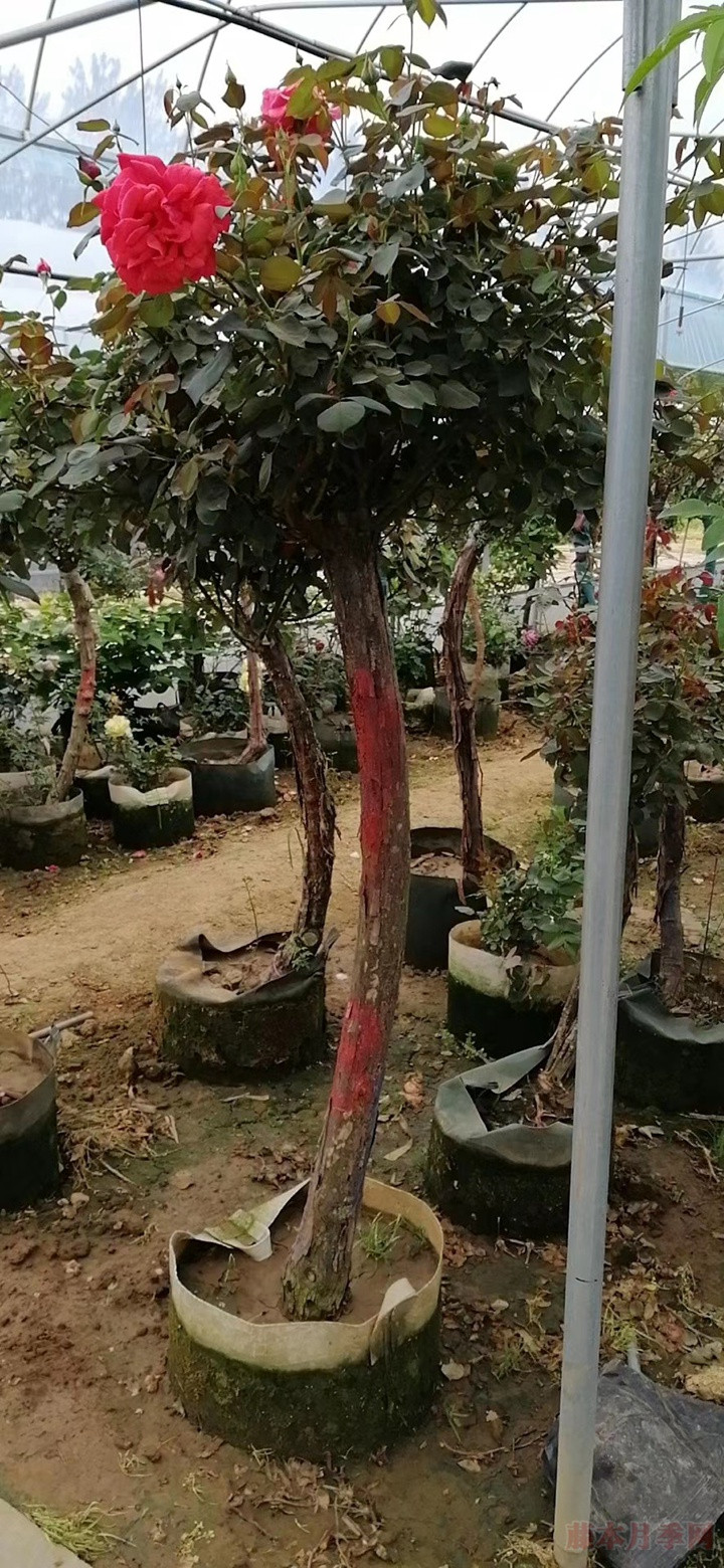 5-10公分古桩月季 大规格树状月季低价出售 5-10公分古桩月季 大规格树状月季低价出售