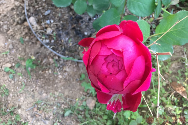 双人巴蕾 双人巴蕾