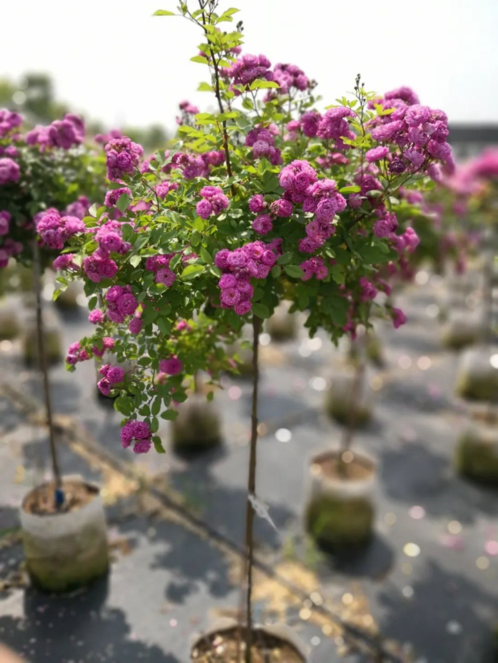 月季开花老垂头怎么办,是什么原因 月季开花老垂头怎么办,是什么原因