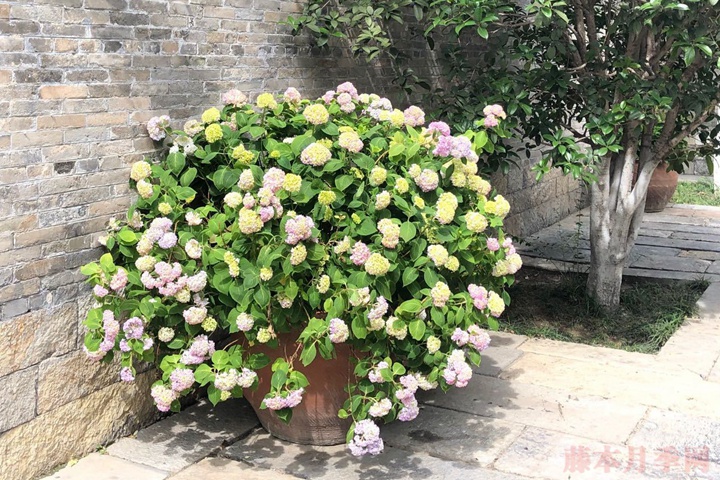 绣球花 绣球花