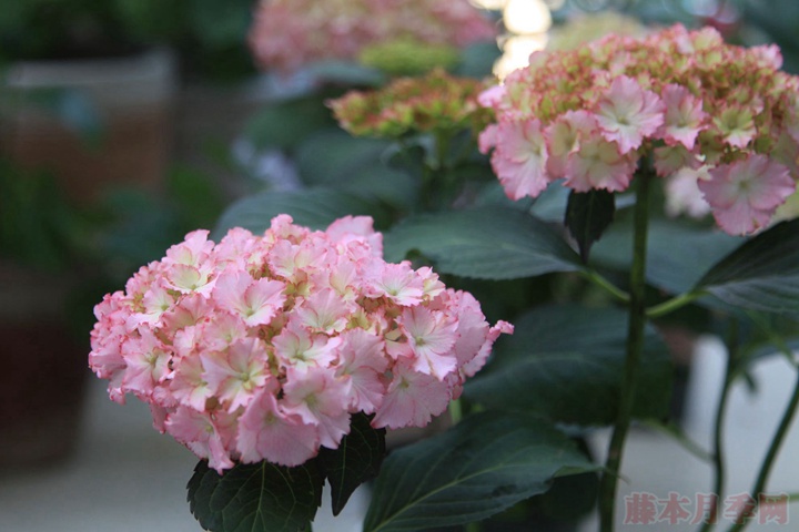 绣球花 绣球花