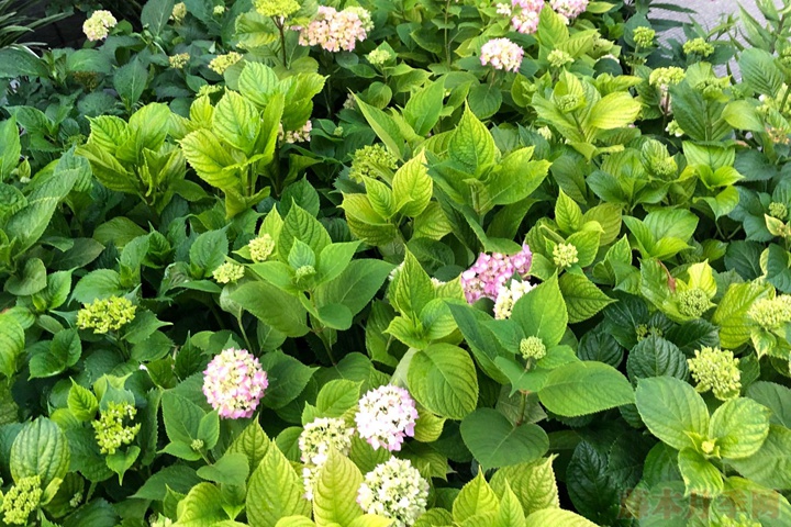 绣球花 绣球花