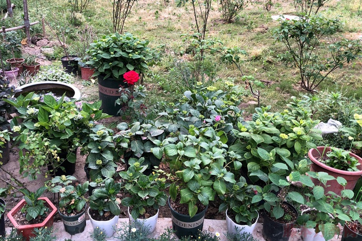 如何用盆土栽培绣球花? 如何用盆土栽培绣球花?