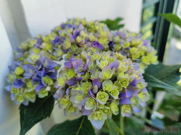如何用盆土栽培绣球花? 如何用盆土栽培绣球花?