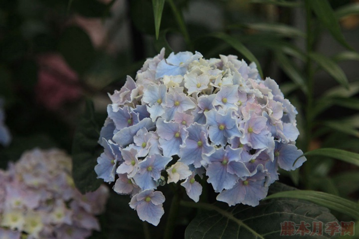 绣球花栽培技术要点 绣球花栽培技术要点
