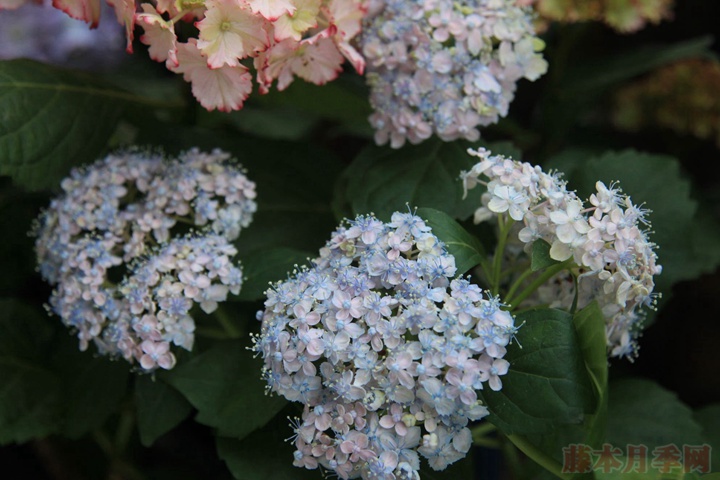 绣球花栽培技术要点 绣球花栽培技术要点