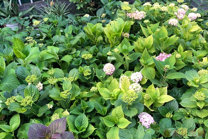 盆栽绣球花 盆栽绣球花