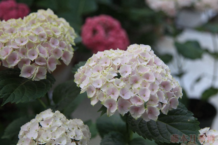绣球花 绣球花
