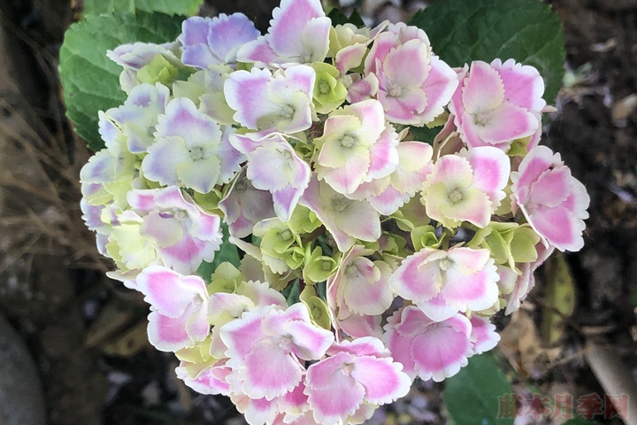 怎么样让绣球花在春节开放? 怎么样让绣球花在春节开放?