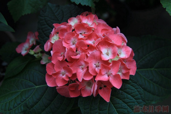 洋绣球花的颜色能由蓝变红吗? 洋绣球花的颜色能由蓝变红吗?