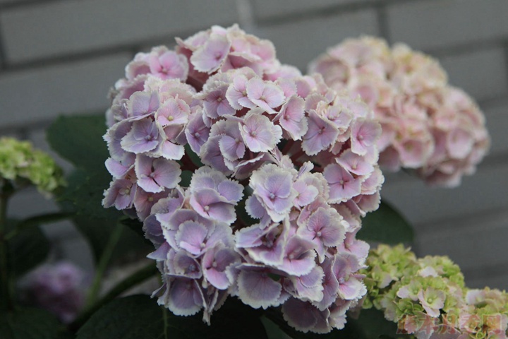 洋绣球花的颜色能由蓝变红吗? 洋绣球花的颜色能由蓝变红吗?