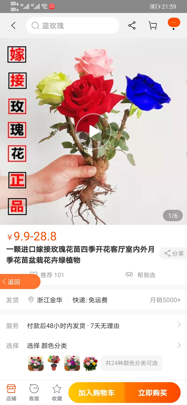 七彩玫瑰又重出江湖,新手朋友们要注意啦 七彩玫瑰又重出江湖,新手朋友们要注意啦