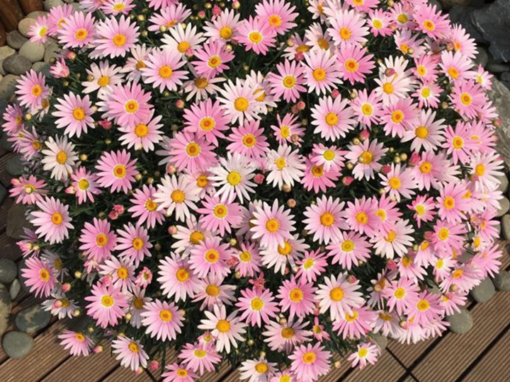 玛格丽特菊 玛格丽特菊