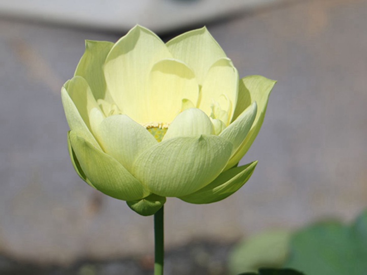碗莲 碗莲