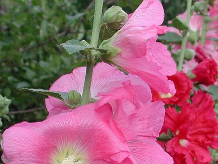 蜀葵 蜀葵