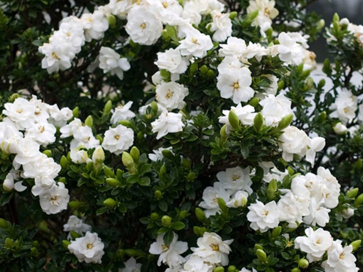 栀子花 栀子花