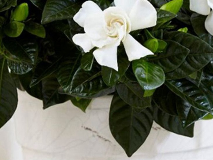 栀子花 栀子花