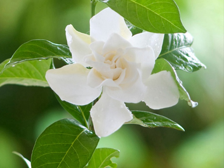 栀子花 栀子花