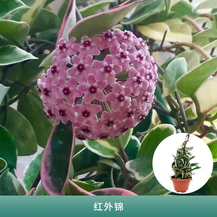 球兰 球兰