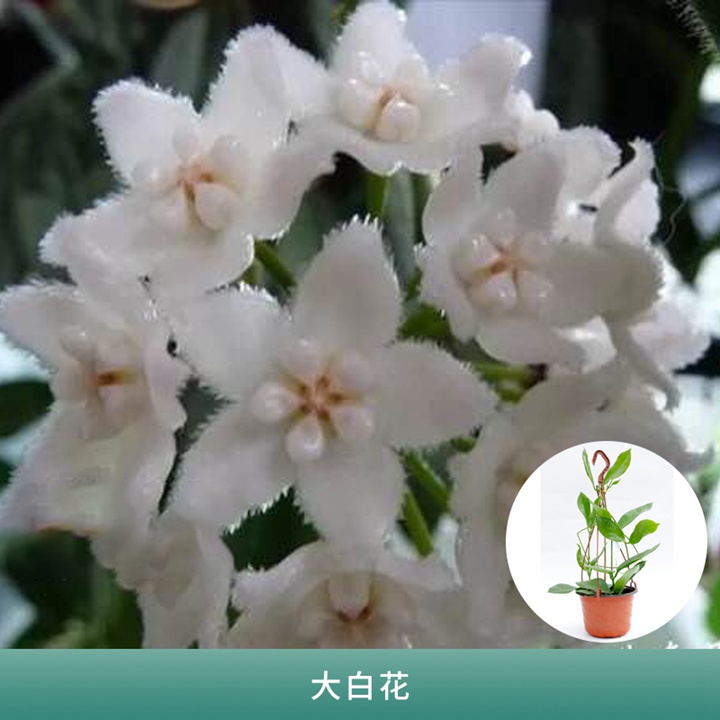 球兰 球兰
