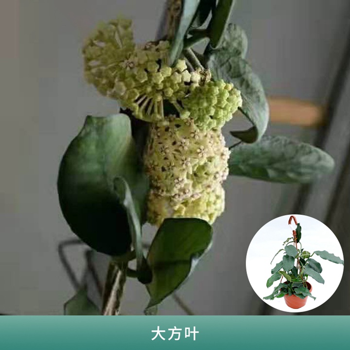 球兰 球兰