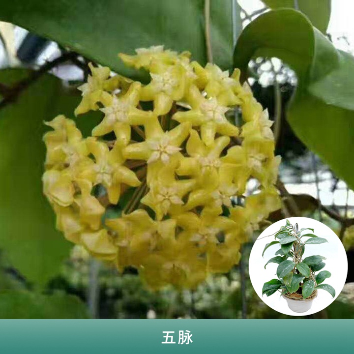 球兰 球兰