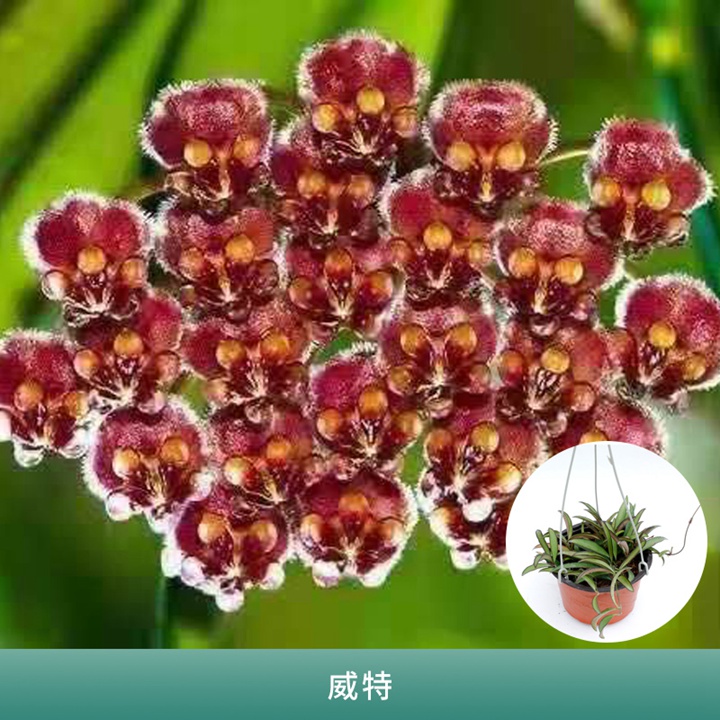球兰 球兰