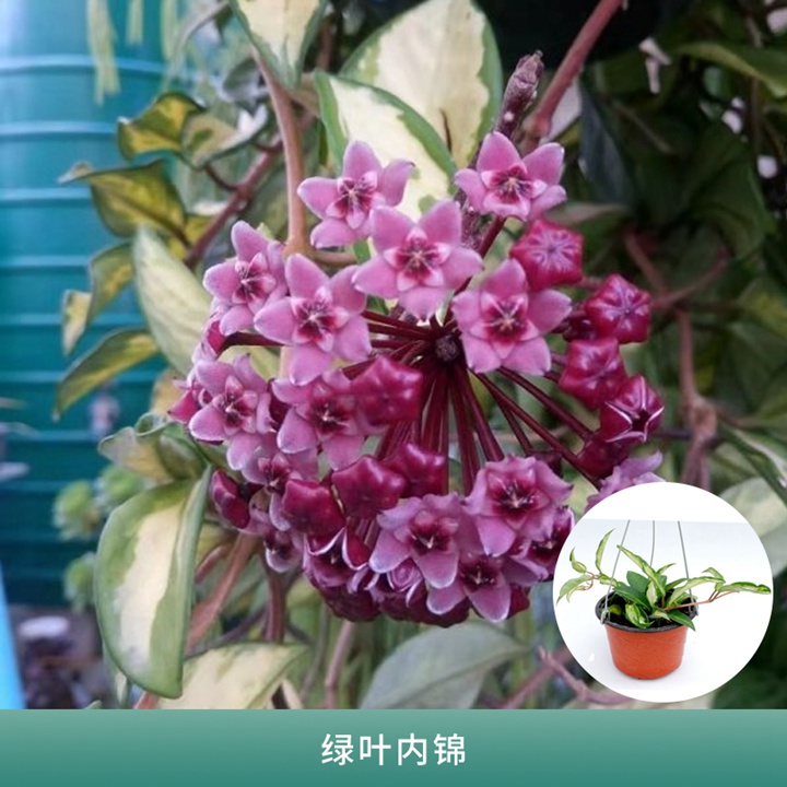 球兰 球兰