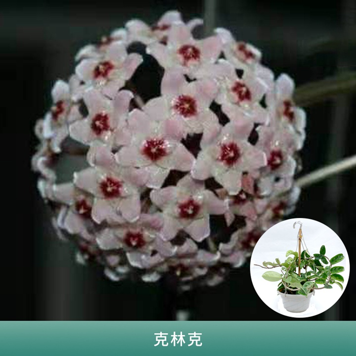 球兰 球兰