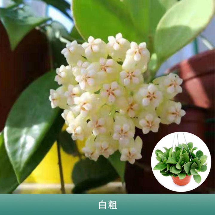球兰 球兰