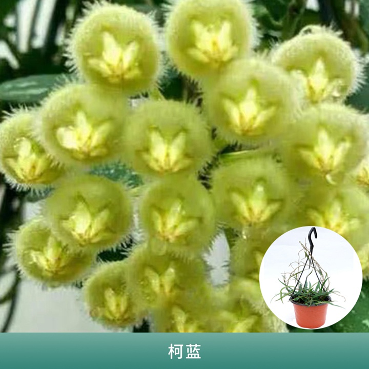 球兰 球兰