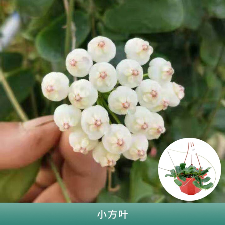 球兰 球兰