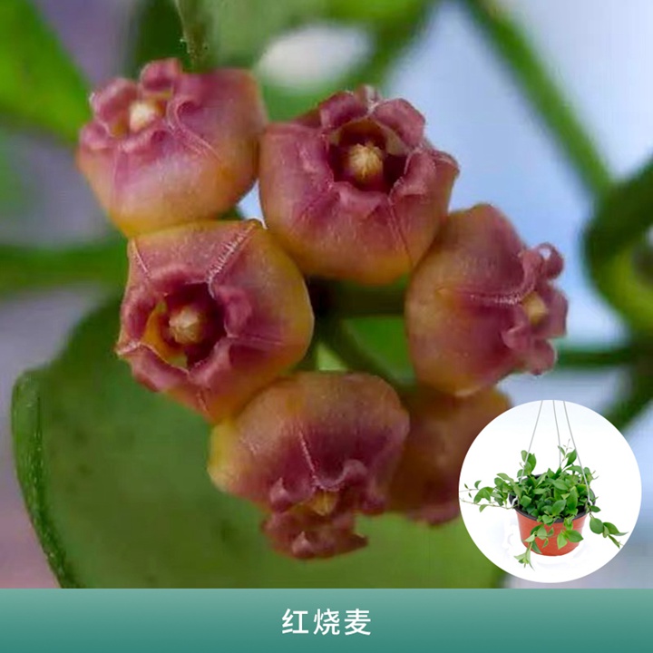 球兰 球兰