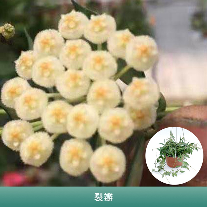 球兰 球兰