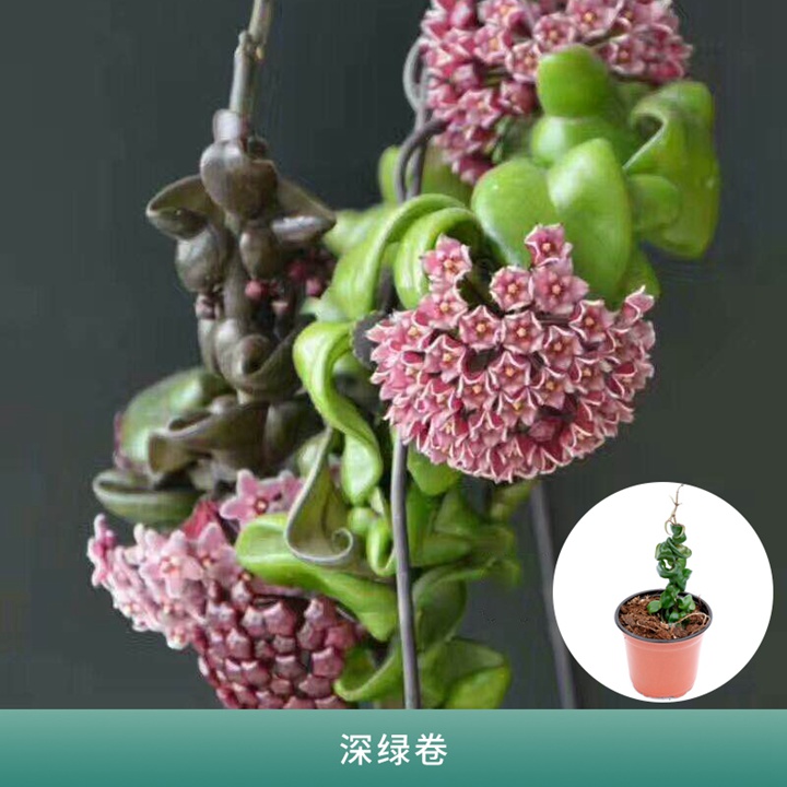 球兰 球兰
