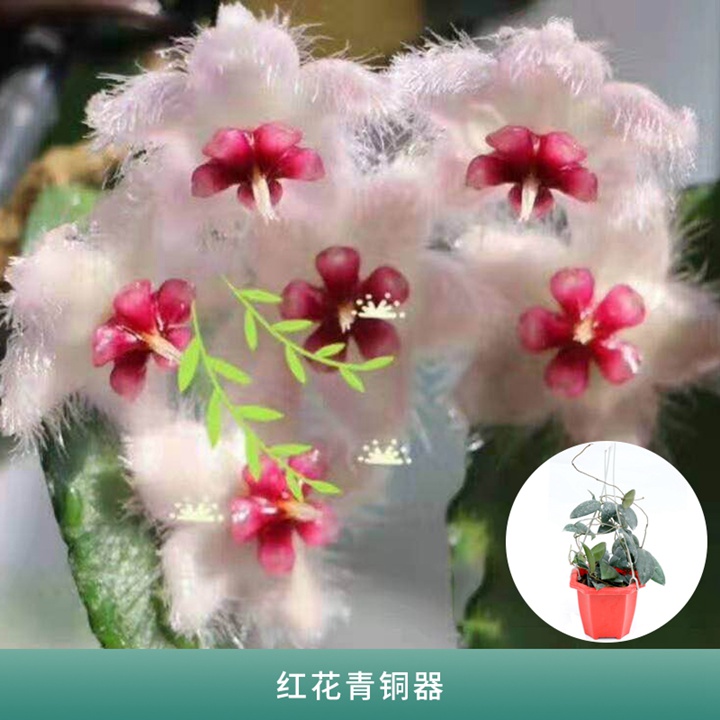 球兰 球兰