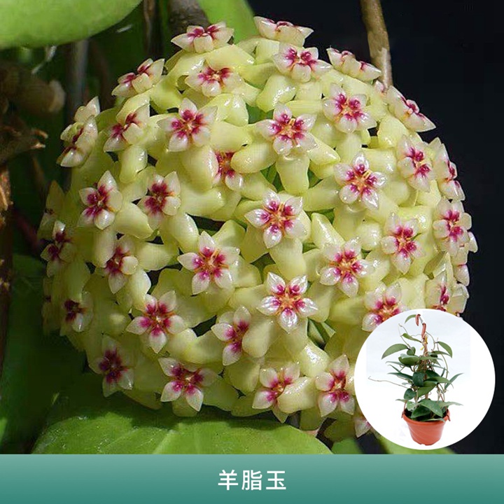 球兰 球兰