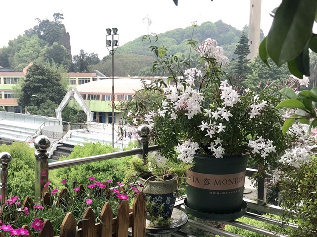 多花素馨 多花素馨