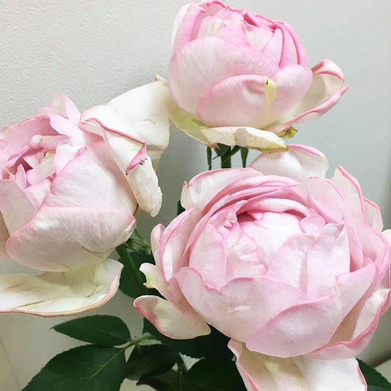 伊芙逸话 伊芙逸话