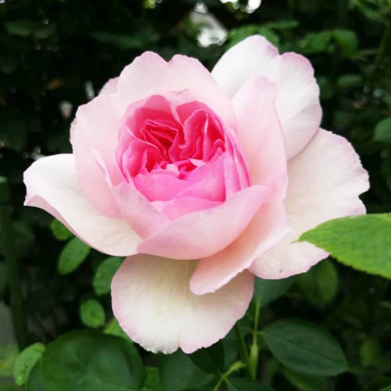 伊芙逸话 伊芙逸话