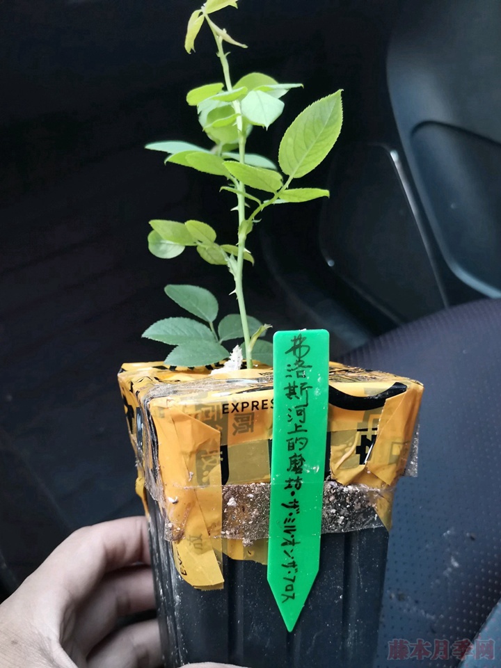 弗洛斯河上的磨坊 弗洛斯河上的磨坊