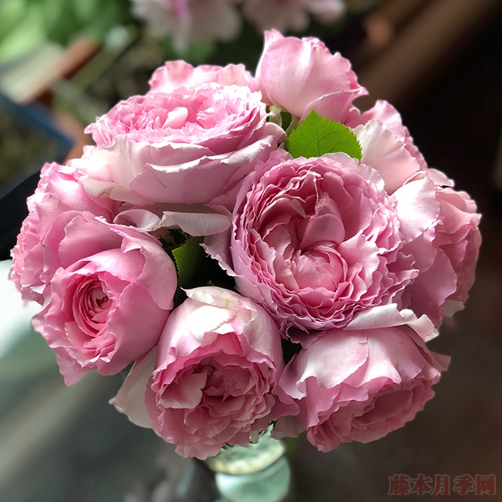 伊芙马蒂诺风琴 伊芙马蒂诺风琴