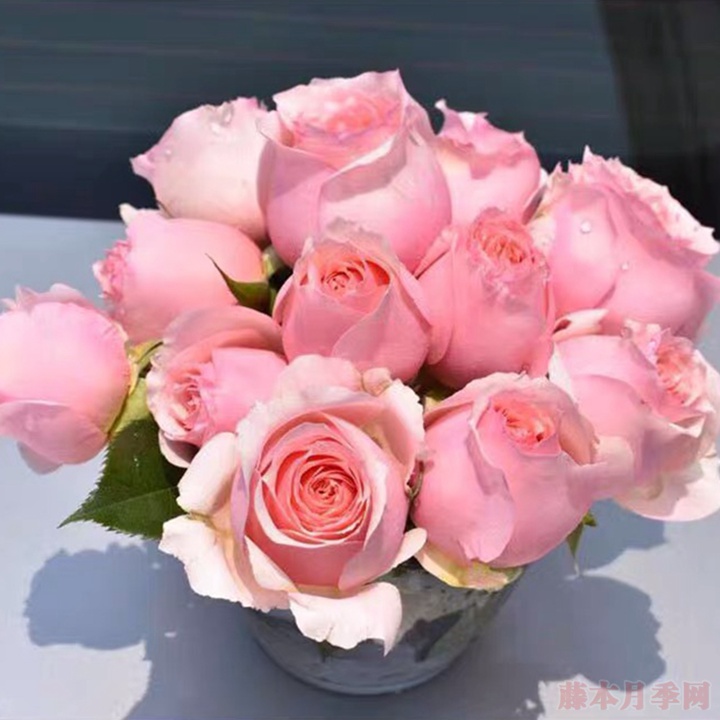 伊芙马蒂诺风琴 伊芙马蒂诺风琴